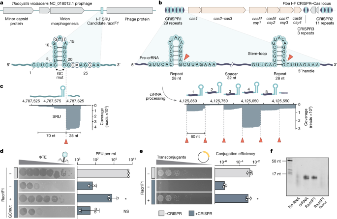 Featured image for Unveiling the Tactics: How Viruses Evade CRISPR Immunity with RNA-based Anti-CRISPRs