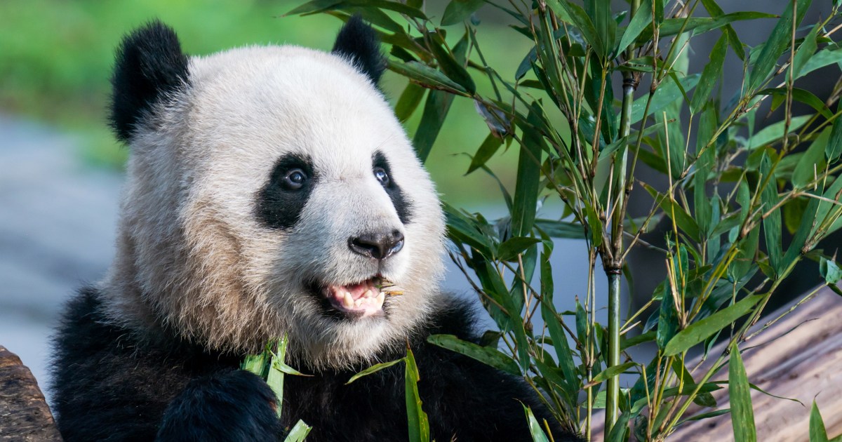 Featured image for "China's Latest Panda Diplomacy: More Pandas Headed to San Diego Zoo"