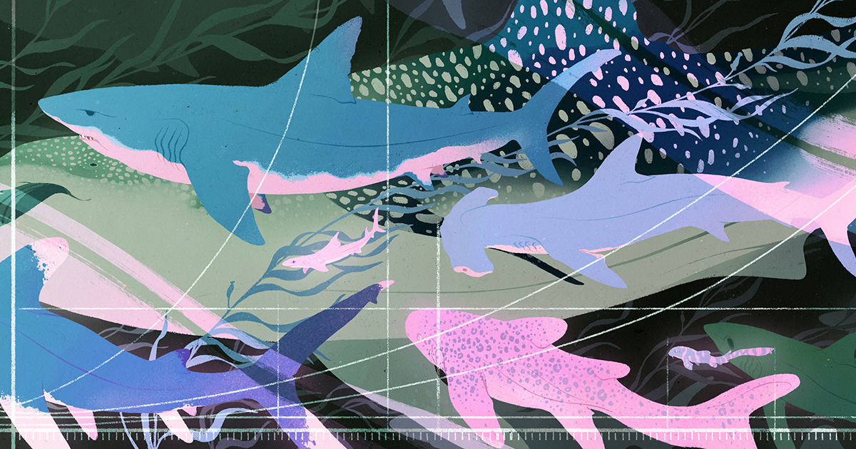 Featured image for Shark Data Reveals Animals Grow Geometrically