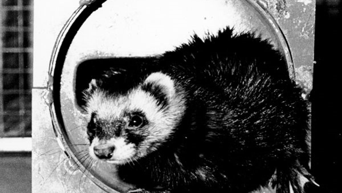 "Ferret Meets Particle Accelerator: A Strange Experiment Unveiled"