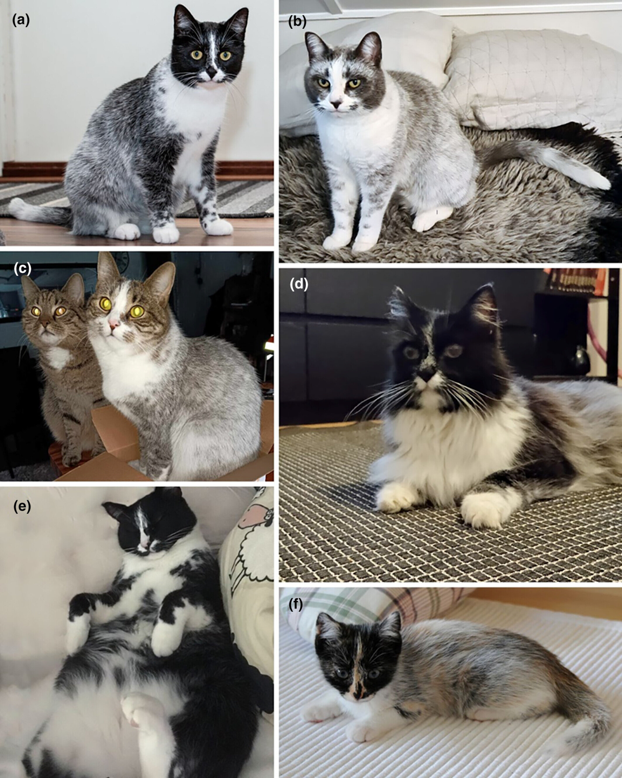 Featured image for "New Genetic Mutation Unveils Unique Cat Coat Pattern in Finland"