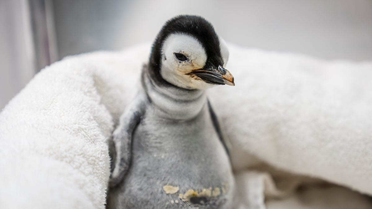 Featured image for Rare Emperor Penguin Chick Hatches at SeaWorld San Diego After 13-Year Wait