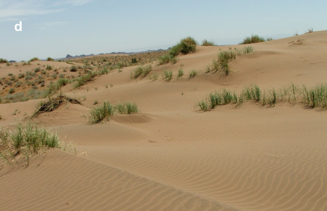 "Discovery of Enigmatic Hieroglyphic Creature Unveils New Species in Iran's Sand Dunes"