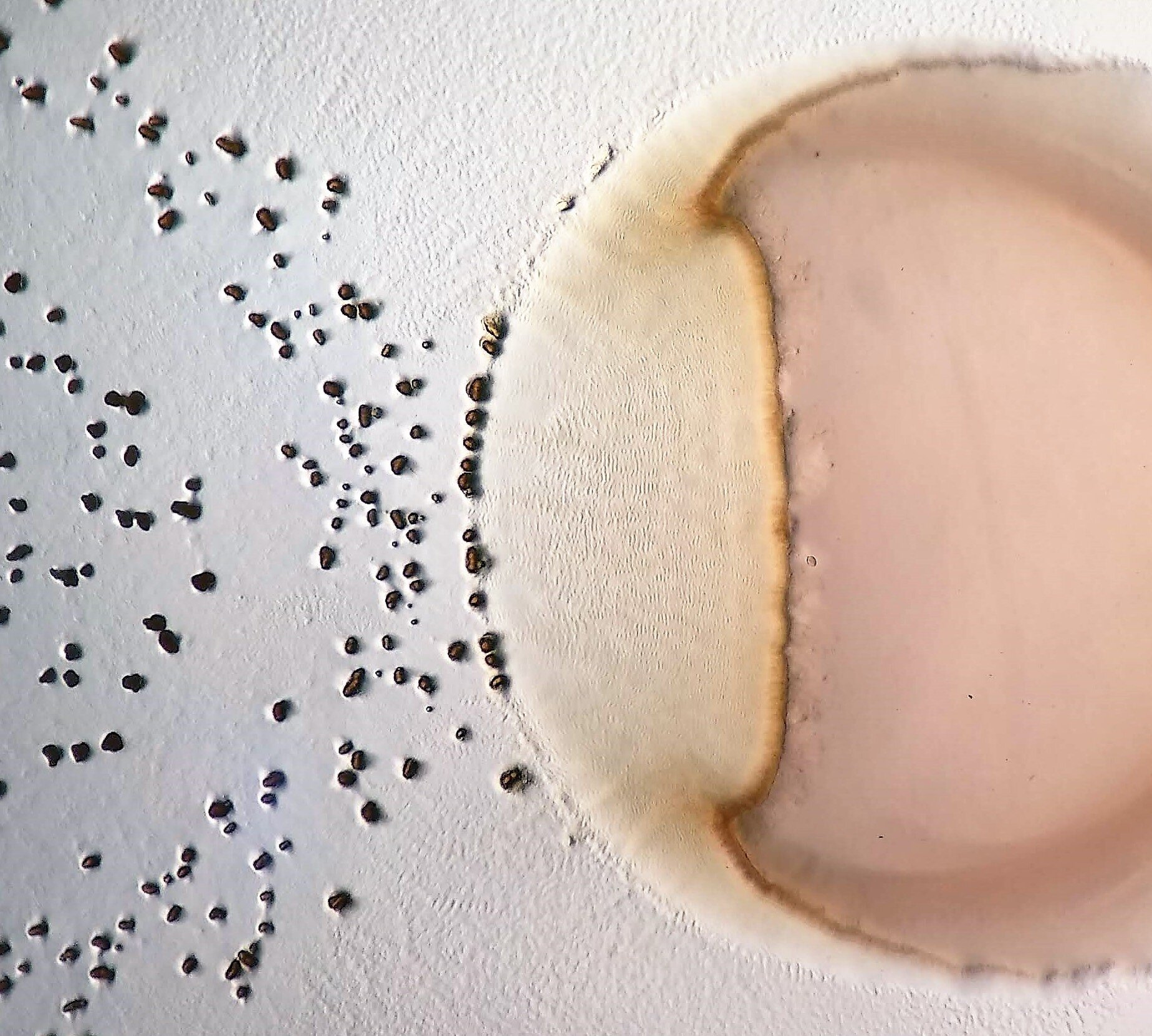 "Bacterial Prey Turns Predator in Cold Conditions"