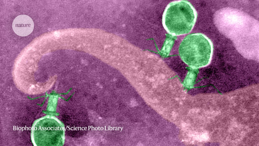Harnessing Phage Viruses for Safe Treatment of Deadly Infections.