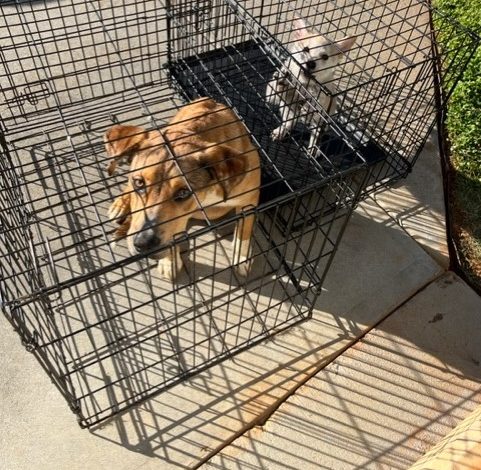 Featured image for Tragic Incidents Shake North Carolina Communities.