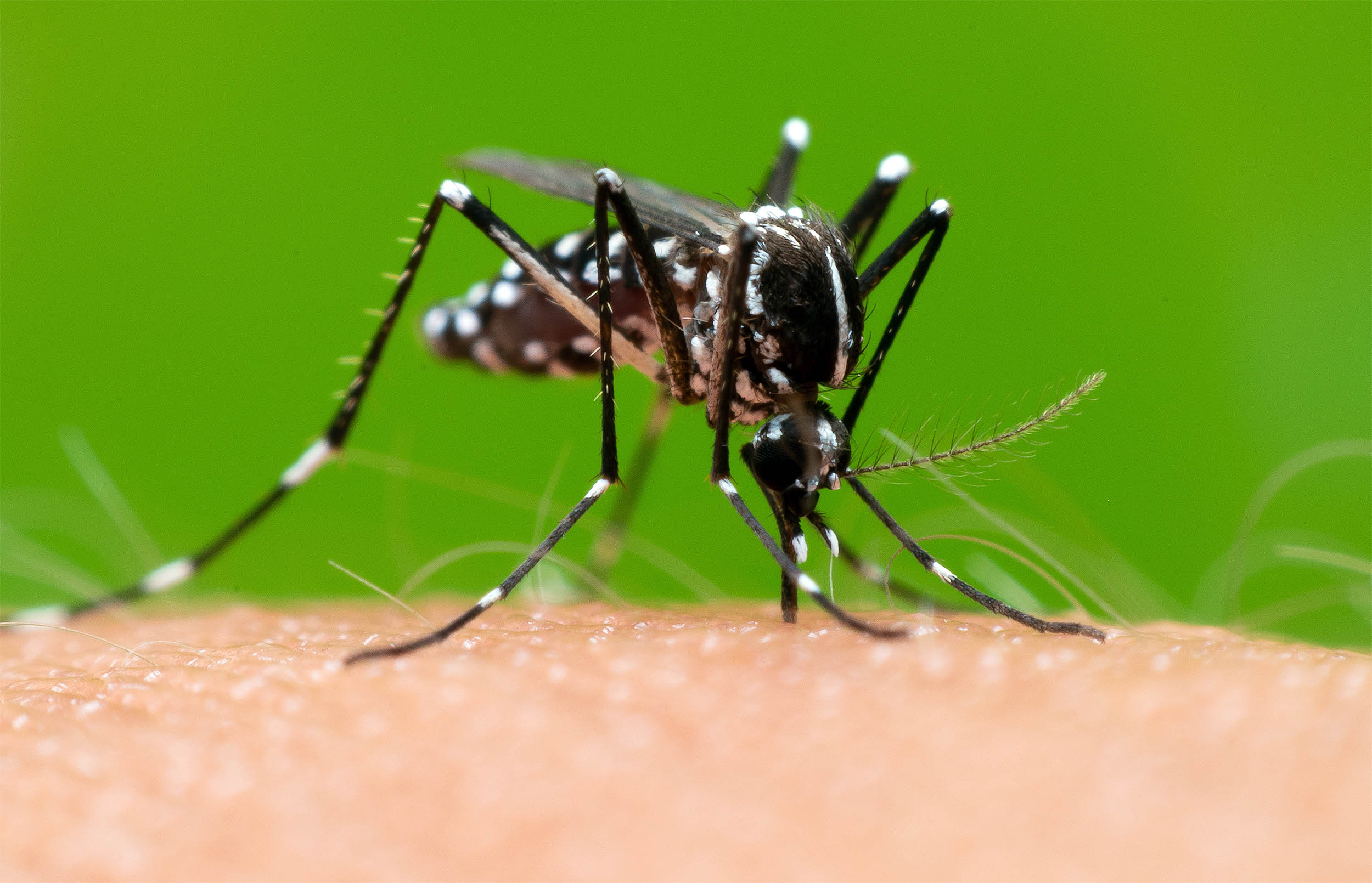 Featured image for Mosquitoes Use Human Scent Like GPS to Find Victims
