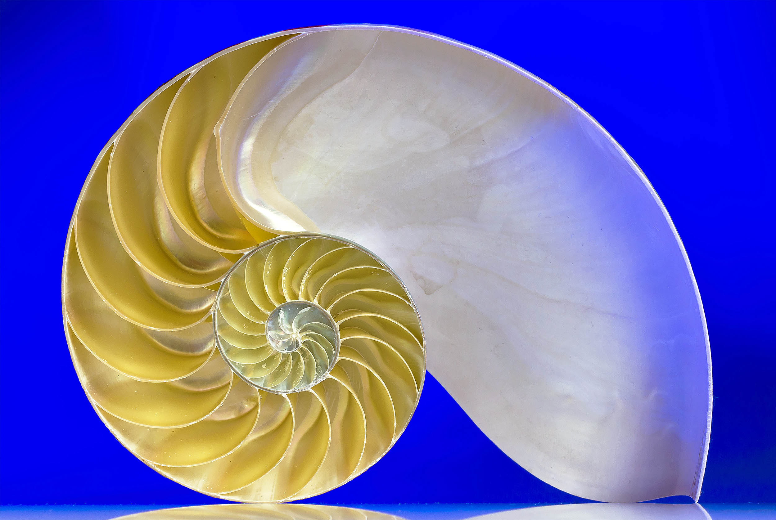 Featured image for Universal Biological Rule Unveils Patterns in Aging and Longevity