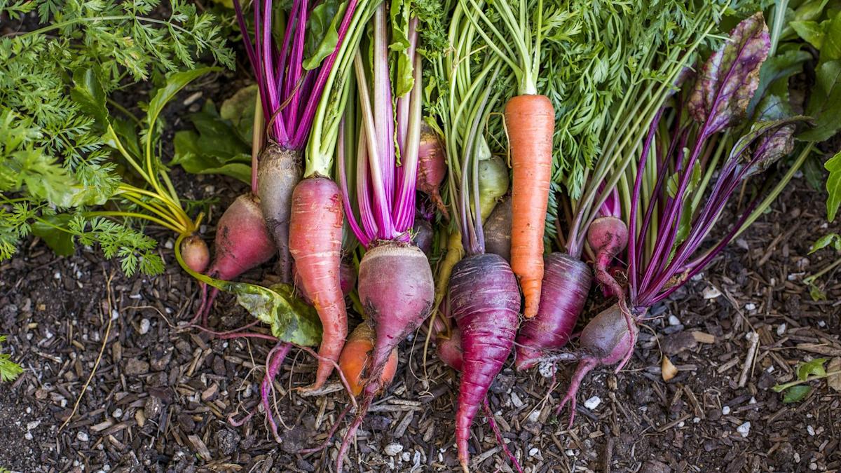 Featured image for Beetroot Juice and Vegetables: Natural Ways to Lower Blood Pressure