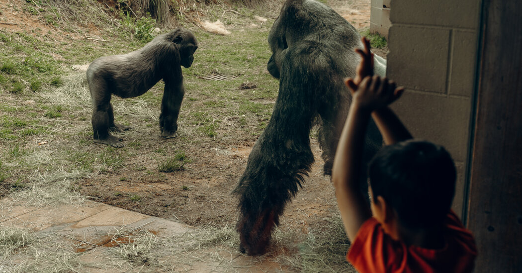 Featured image for "Animal Reactions to Solar Eclipses: Anxiety, Bedtime, and Mating Behavior"