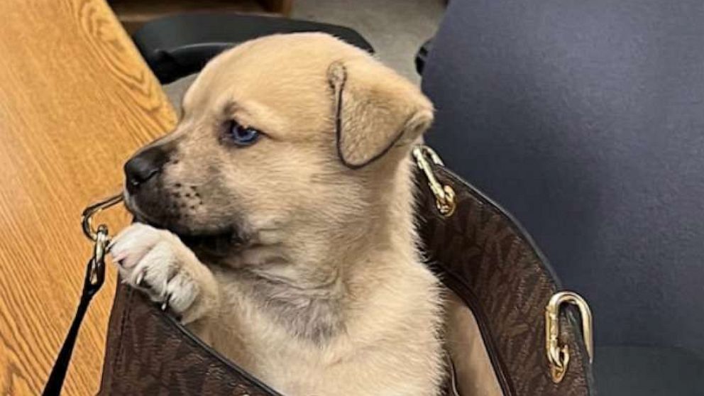 Puppy survives being thrown from car during LA police chase.