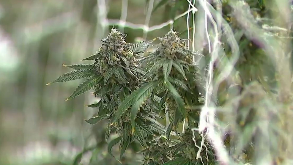 Massive Marijuana Bust: $1 Million Worth of Illegal Drugs Destroyed in Wilton