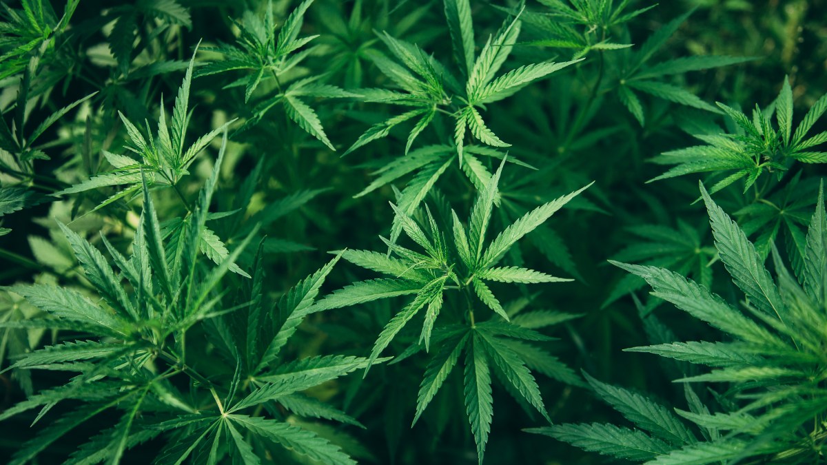 Featured image for Cannabis Munchies Drug Aids Cancer Patients' Recovery