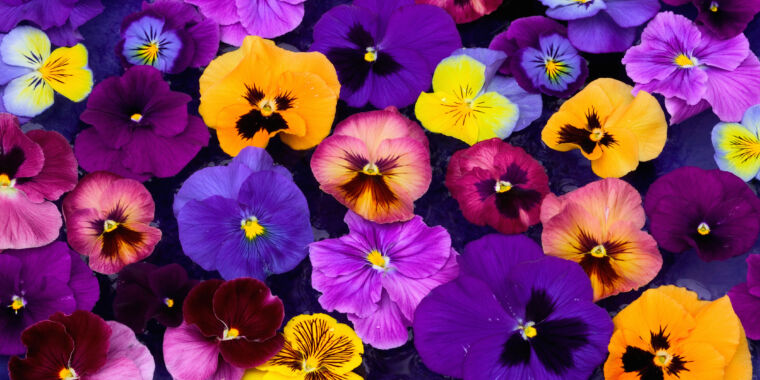 Featured image for "Declining Pollinators Prompt Plants to Reduce Nectar Production"