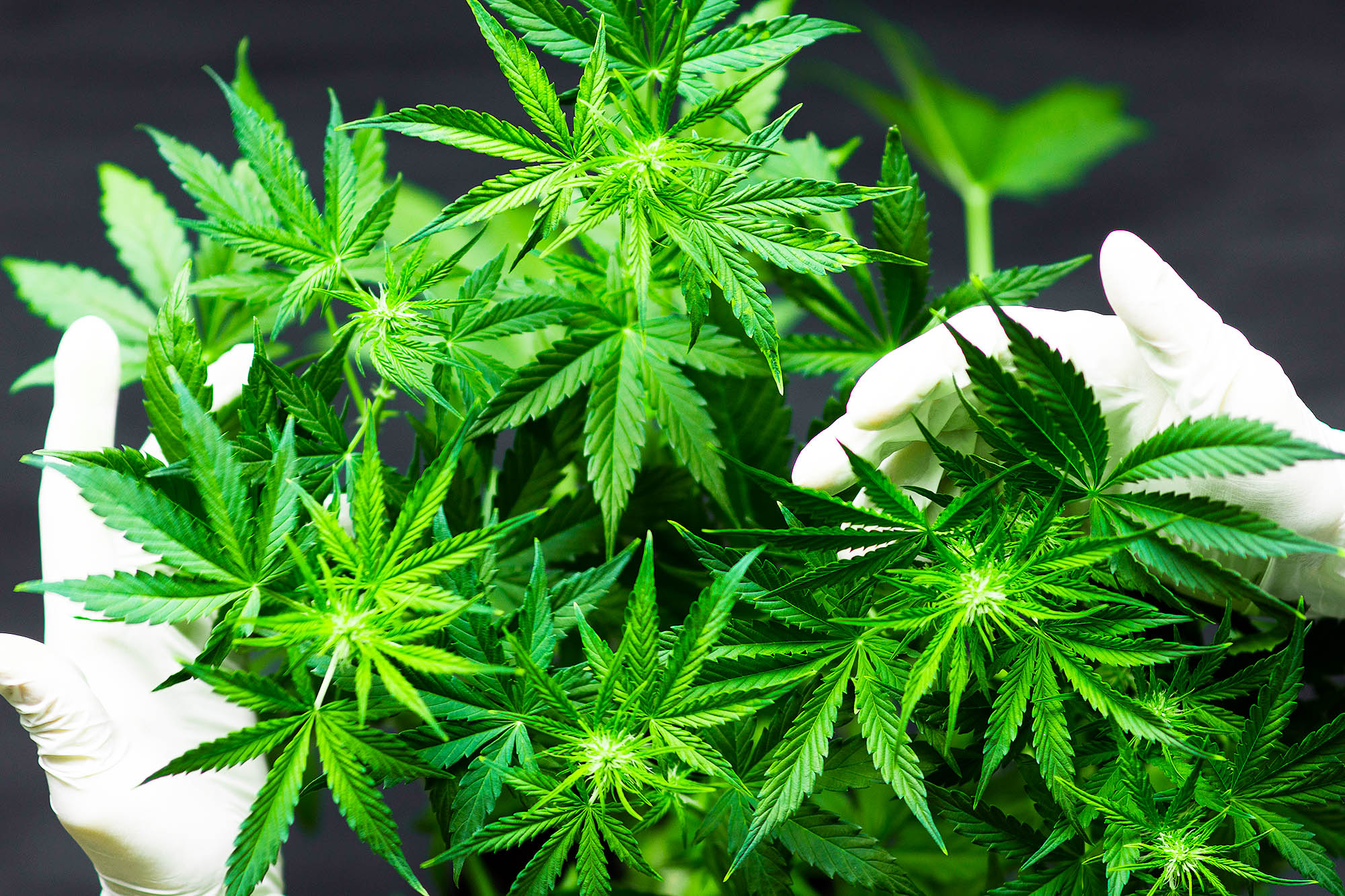The Link Between Cannabis Use and Mental Health Disorders.