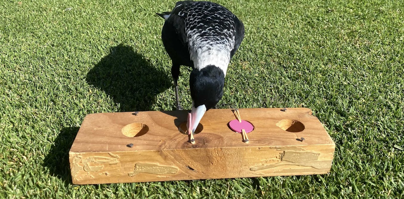 Featured image for "Non-Genetic Factors Drive Magpie Intelligence, Study Finds"