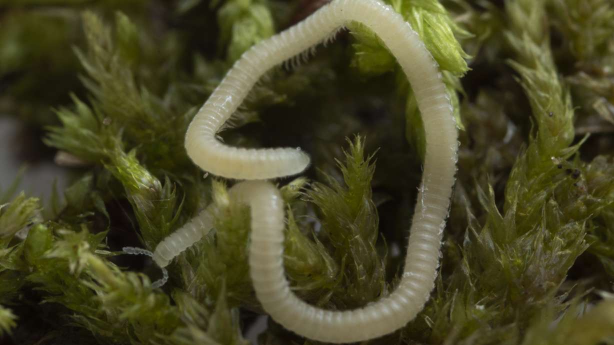 "Blind, Glassy Millipede with 486 Legs Discovered in LA"