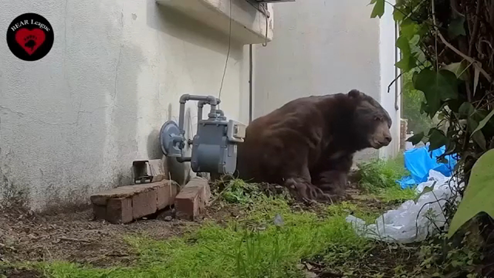 Featured image for Black Bear Evicted After Months Under California Home