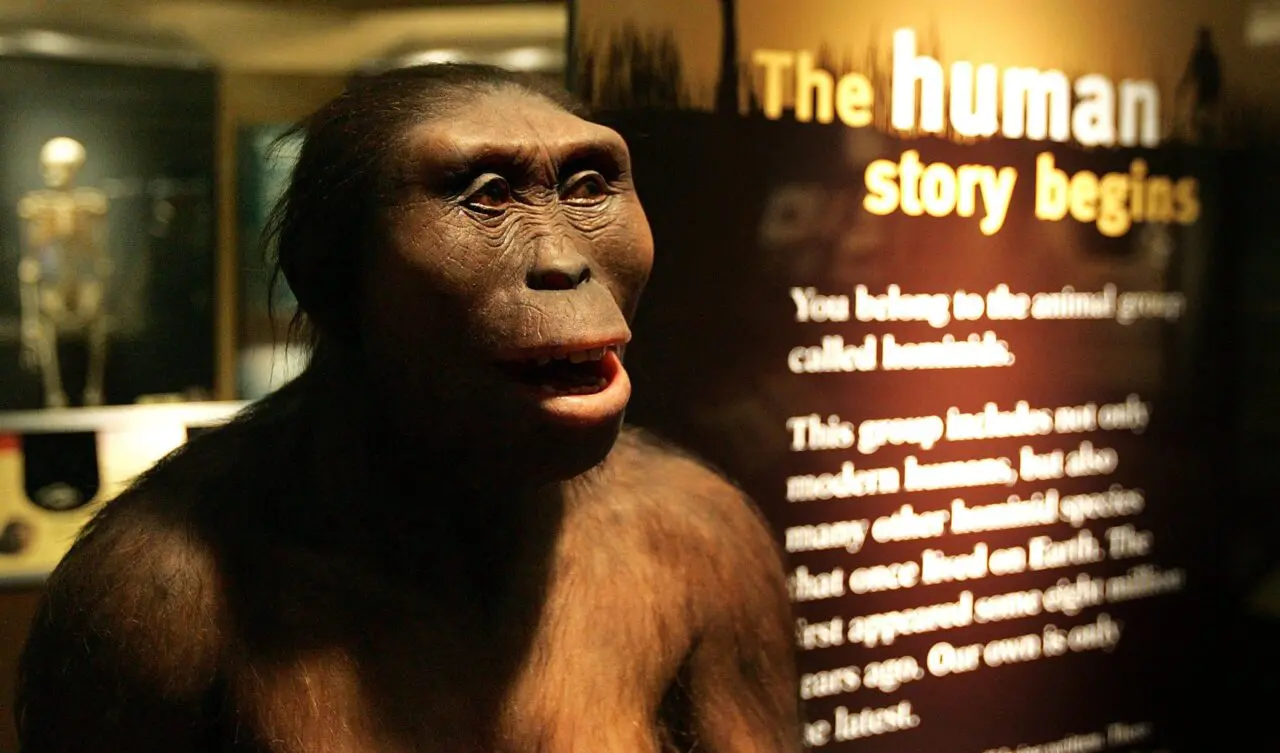 Featured image for Lucy: 50 Years of Evolutionary Insights and Misunderstandings