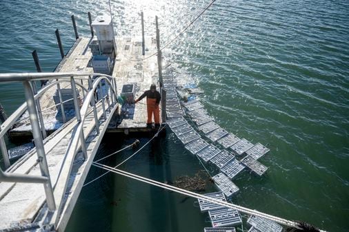 "Maine Lobster Industry Seeks Relief After Record Storm Damage"