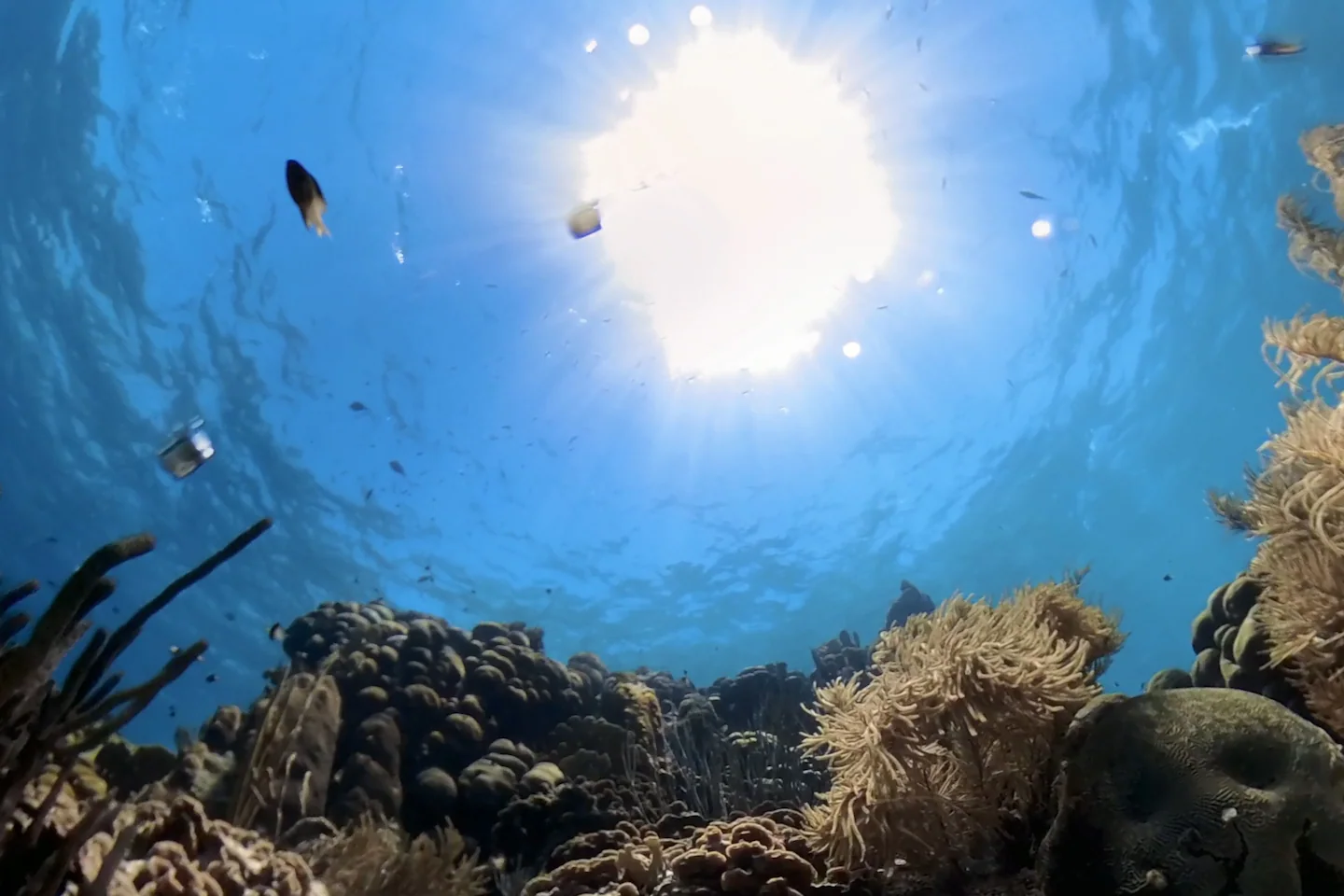 Featured image for Decoding Fish Sounds Unveils Secrets of Marine Spawning Communication