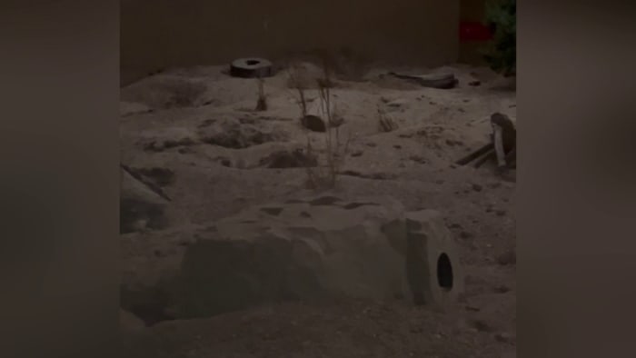 Featured image for "San Antonio Zoo Animals' Reactions to April 8 Solar Eclipse Caught on Video"