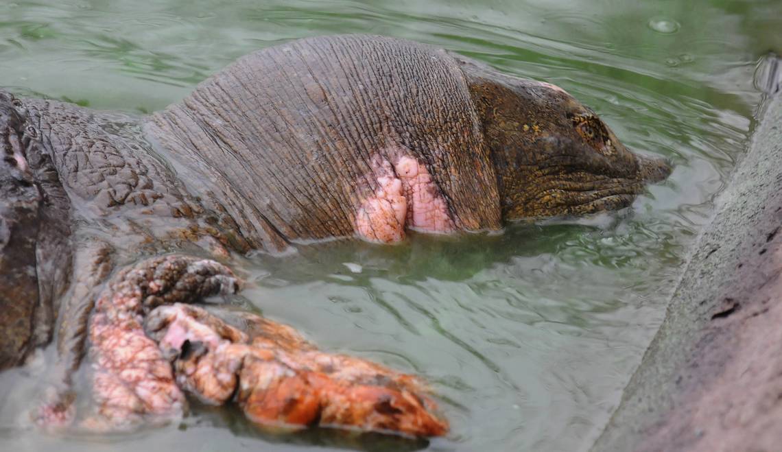Last Female of Rare Reptile Species in Vietnam and Yangtze Turtle Nears Extinction