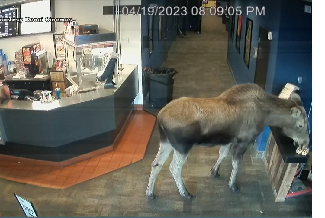 Featured image for Moose Sneaks into Alaska Movie Theater for Snacks