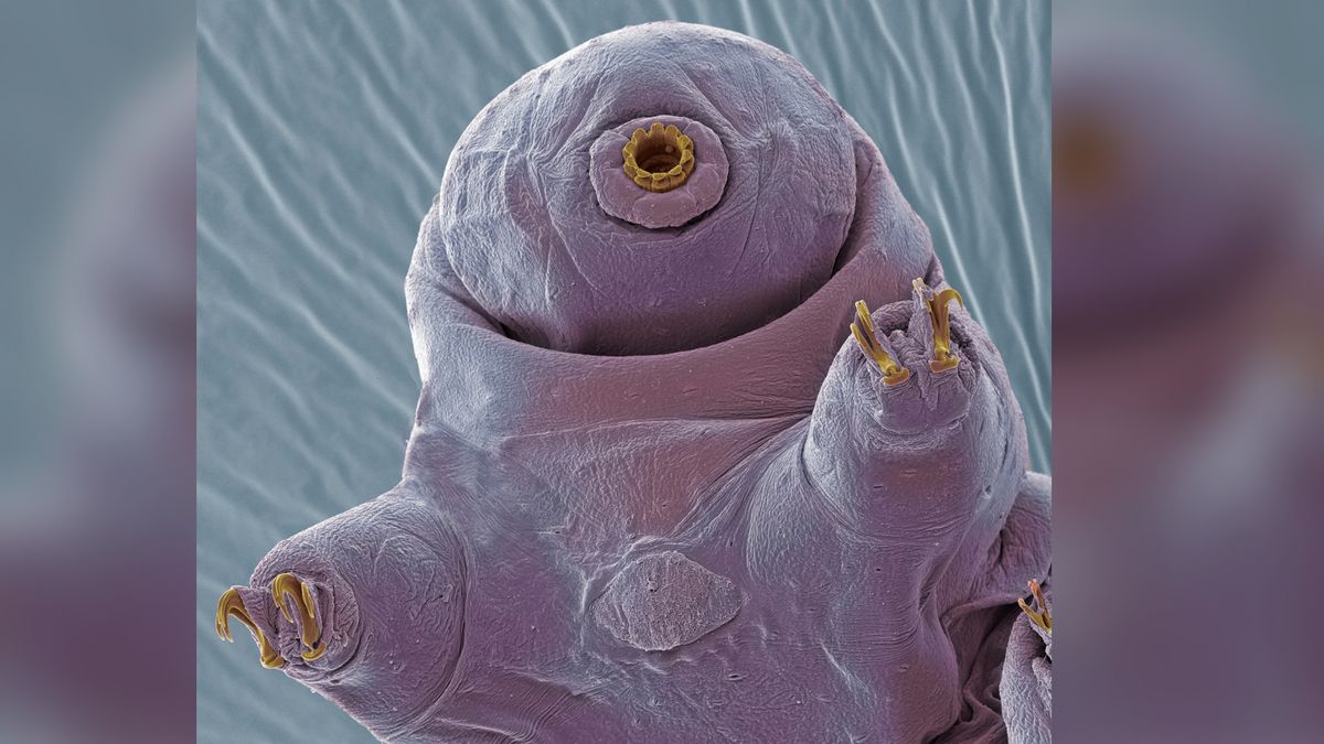 Featured image for Decoding the Mysterious Mating Rituals of Tardigrades