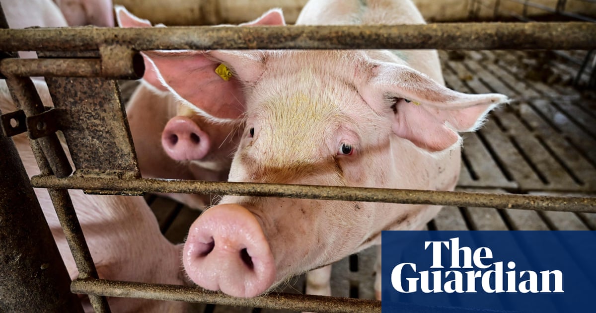 "Pioneering Breakthrough: Human Kidneys Successfully Grown Inside Pigs"