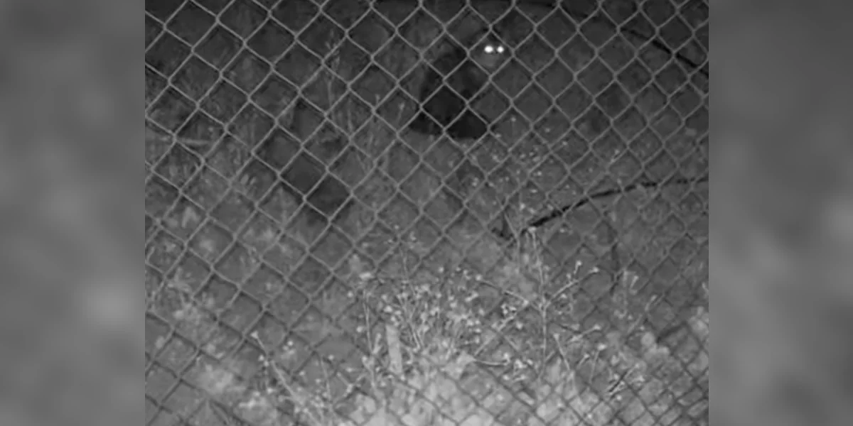 Featured image for Woman Finds Missing Cat on Camera After 45 Days