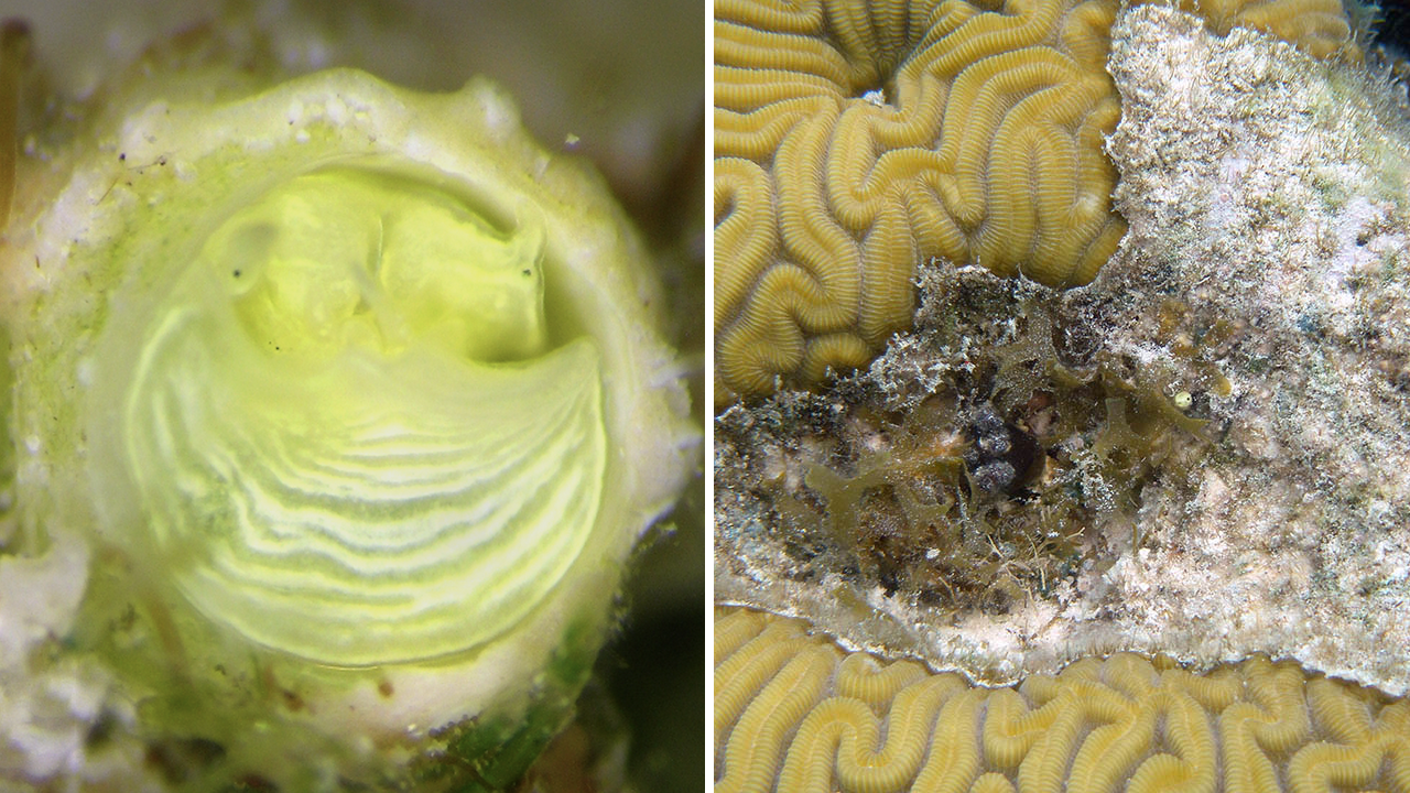 Featured image for "Florida's Margaritavilla Inspires Discovery of New Snail Species"