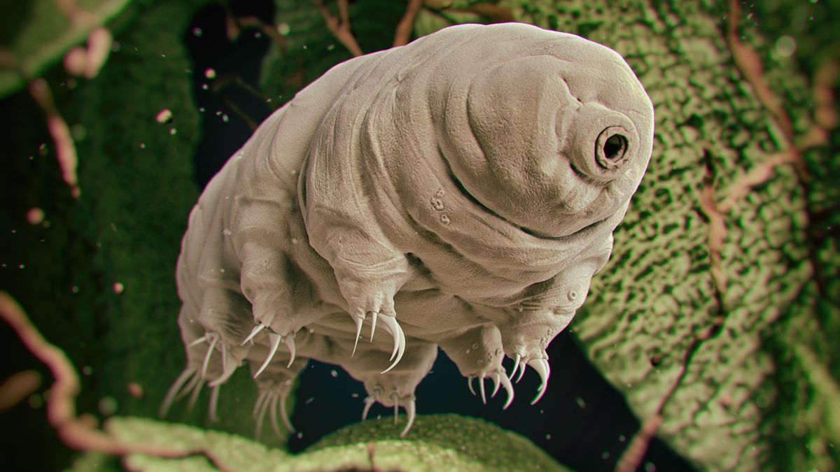 Featured image for "Tardigrade Invincibility: The Role of Free Radicals Unveiled"