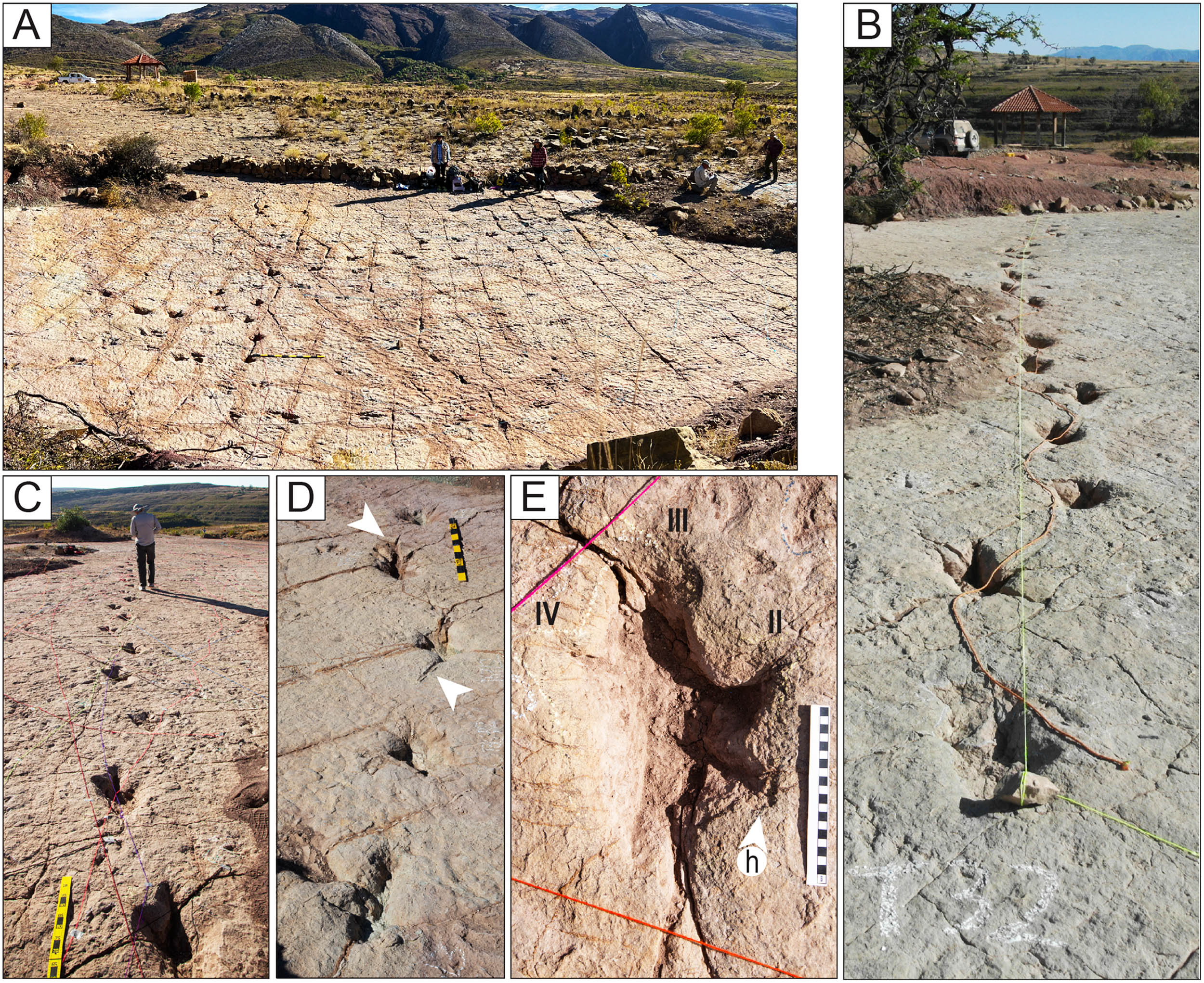 Featured image for Massive Dinosaur Footprint Discoveries Unveil Ancient Superhighways and Origins