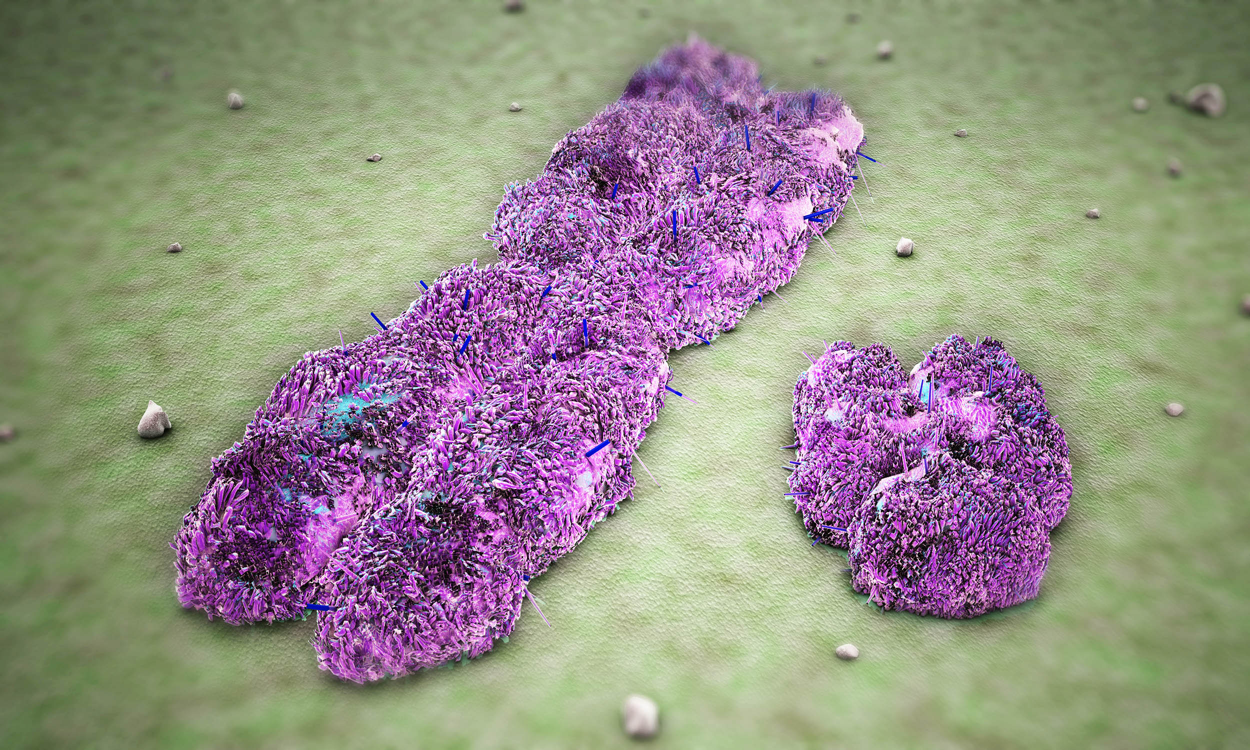 Featured image for Disappearing Y Chromosome Threatens Men's Health and Cancer Outcomes