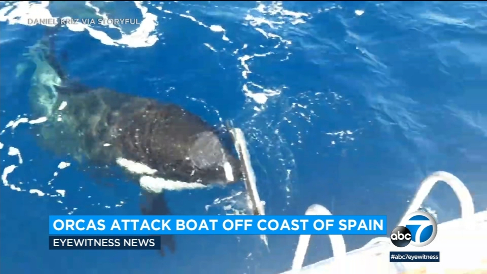 Featured image for Rising Orca Attacks on Boats in Spain and Portugal