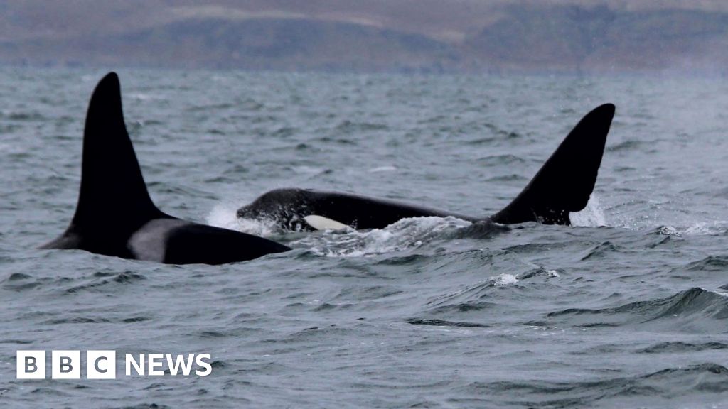 Featured image for Last Orca Survivors Spotted Off Scotland's West Coast