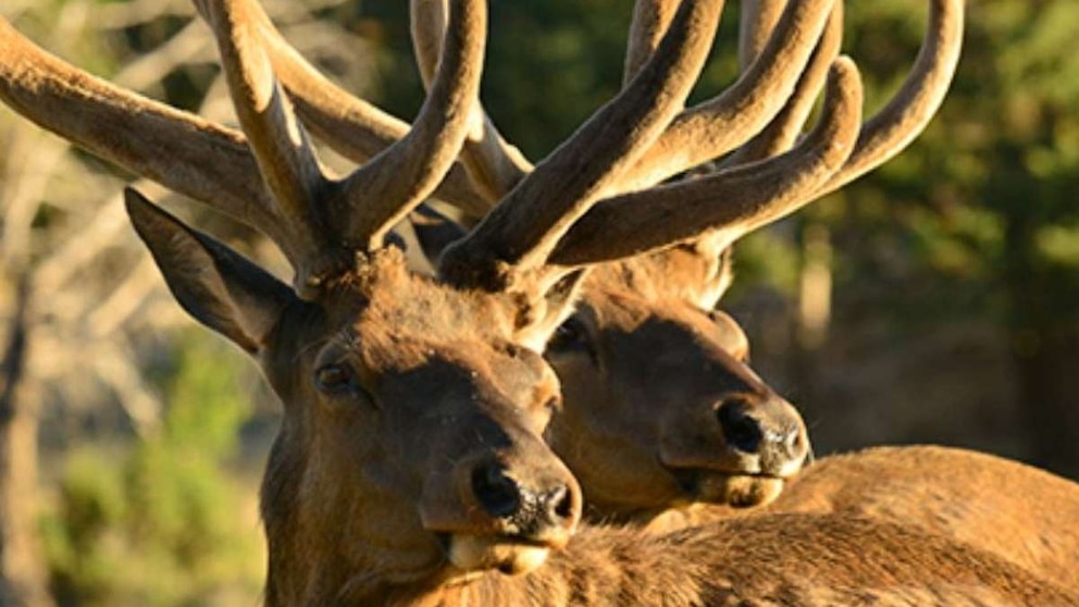 Featured image for Fatal Elk Attack Claims First Victim in Arizona as Woman is Trampled to Death