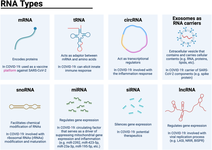 Advancements in COVID-19 research: From host effects to inhaled antibodies