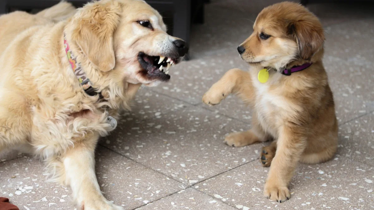 Golden Retriever Reacts Aggressively to Dinner