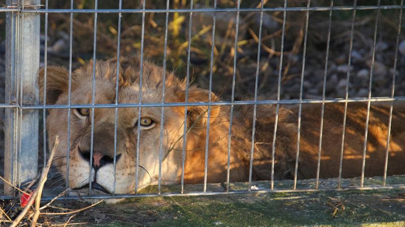 Featured image for Lion and Bear Rescued from Albania Find New Homes in Germany