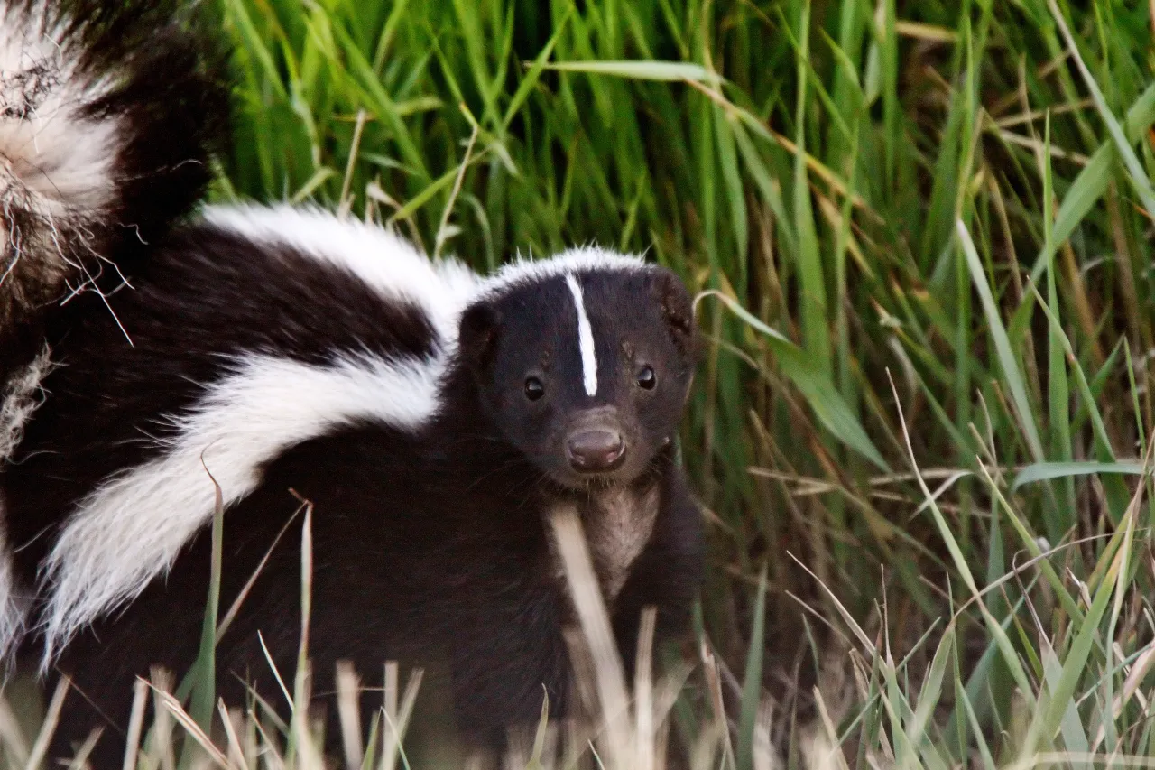 Rabies Outbreak: Skunks in Southern Indiana Test Positive