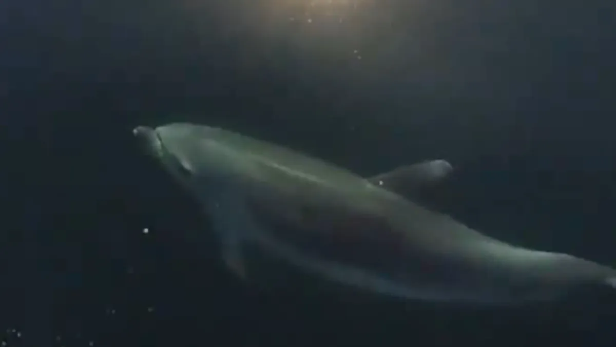 "Dire Consequences: Dolphins in Brazilian Amazon Face Mass Death Amid Rising Water Temperatures"