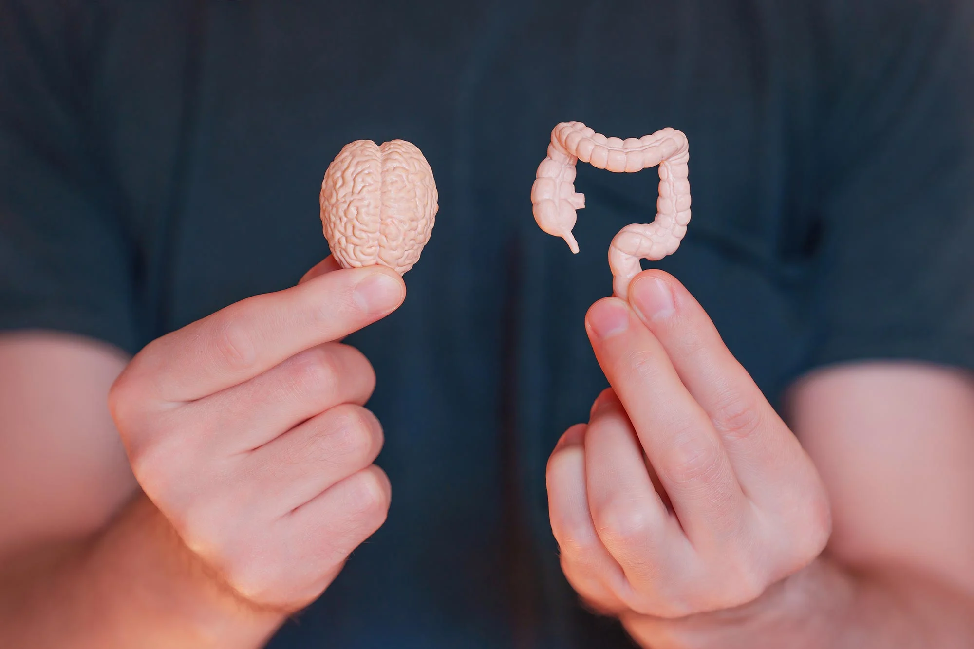 Featured image for Scientists Confirm the Gut-Brain Connection as a 'Sixth Sense'