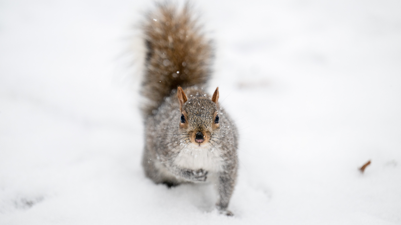 Featured image for "Warm Climate Reactions to First Snowfall: A Study"