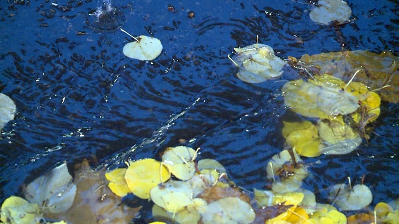 Weather Whiplash: From Record-Setting Heat to Rainy Fall in the Pacific Northwest