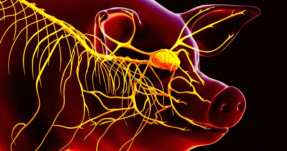 Featured image for New Discoveries Blur the Line Between Life and Death