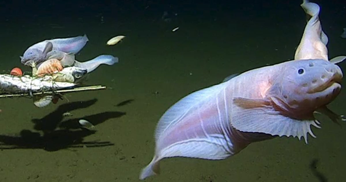 "Record-breaking footage captures deepest fish off Japan's seabed"