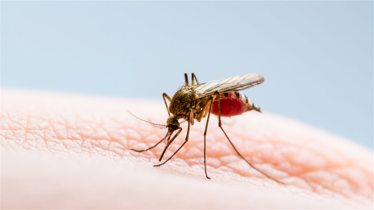 West Nile Virus Detected in Colorado: First Human Case of 2023