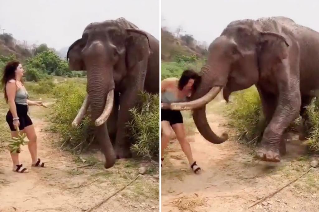 Featured image for Woman Taunts Elephant with Banana, Gets Thrown into Air in Viral Video